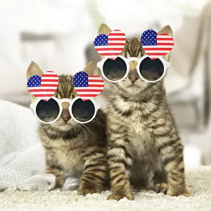Novelty: Toyger kittens indoors wearing heart shaped American