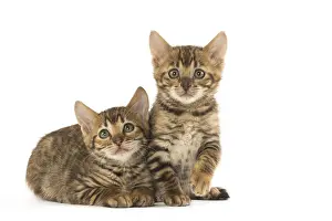 Toyger: Toyger kittens in the studio