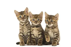 Toyger: Toyger kittens in the studio