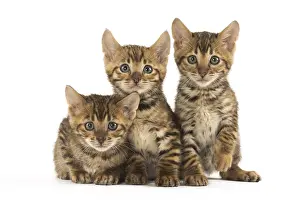 Toyger: Toyger kittens in the studio