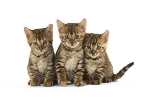 Toyger: Toyger kittens in the studio