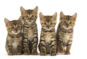 Toyger: Toyger kittens in the studio
