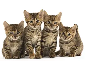 Toyger: Toyger kittens in the studio