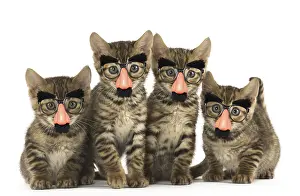 Disguise: Toyger kittens in the studio wearing false nose