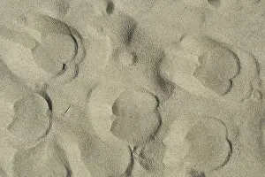 Trace: Traces of Camel in the sand Sahara Algeria