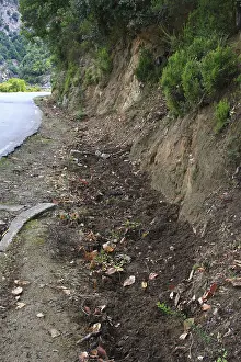 Trace: Traces left by wild pigs roadside Corsica