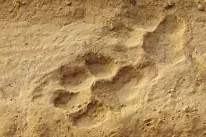 Sable: Traces de tigre