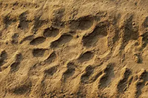 Sable: Traces de tigre