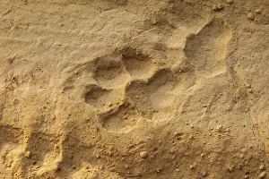 Sable: Traces de tigre