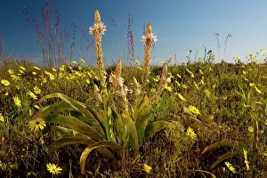Falcata: Trachyandra falcata on Renosterveld (a shrubby