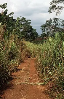 John Mason: Track through Elephant GRASS