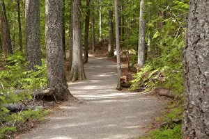 Wells: Track through forest to Spahats Falls, Wells