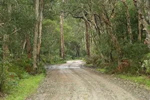 Eucalyptus: Track to Myall Lake, New South Wales, Australia