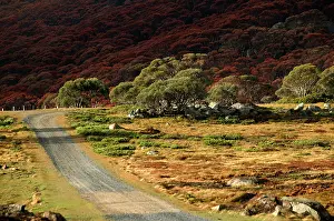 Bogong: Track to Pretty Valley, Bogong Section, Alpine