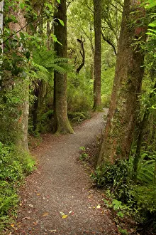 Purakaunui: Track to Purakaunui Falls, Catlins, South