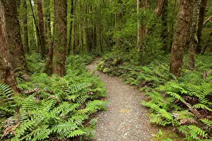 Frond: Track to Ralphs Falls, Mt Victoria Forest