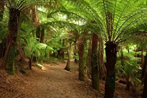 Frond: Track to St Columba Falls through Fern Glade