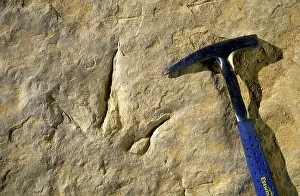 Theropods: Track of a Theropod (meat eater) dinosaur. Track