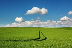 Wheatfield: Tracks in a field of wheat, Puy de Dome department