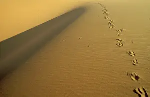 Gemsboks: Tracks of a Gemsbok in the sand of the Namib Desert