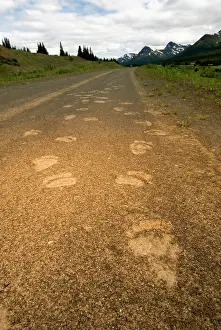 Headwaters: Tracks of a grizzly bear, Ursus arctos
