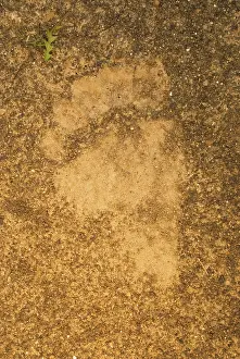 Headwaters: Tracks of a grizzly bear, Ursus arctos