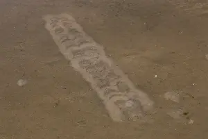Tracks: Tracks when the gulls trample on the spot in shallow