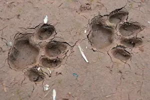 Trace: Tracks of a jaguar, Amazonia, Brazil, South America