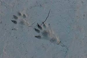 Trace: Tracks from an otter, showing both the front and