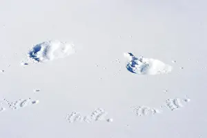 Trace: Tracks of Polar bear sow (Ursus maritimus) and a