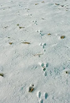 Tracks: TRACKS - Rabbit tracks in snow