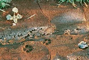 Pugmarks: TRACKS - Red Fox tracks in frozen mud