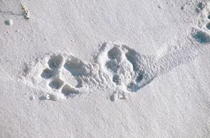 Pugmarks: TRACKS - Siberian / Amur Tiger tracks in snow