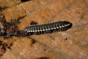 Millipedes: Tractor millipede