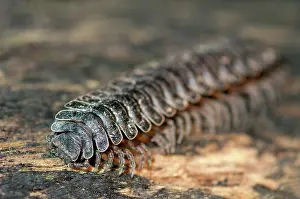 Tractor: Tractor Millipede