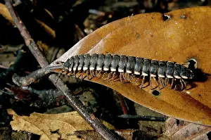 Millipedes: Tractor millipede on lowland rainforest floor