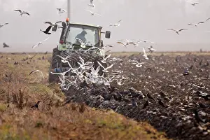 Ploughing: Tractor - ploughing field with Black-headed Gulls