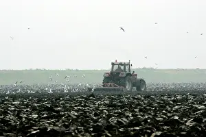 Ploughing: Tractor - ploughing field - Gulls following