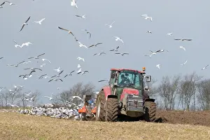Farmer: Tractor plow