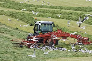 Orkneys: Tractor raking grass for silage harvesting