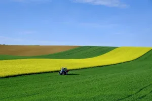 Machine: Tractor and rape field, agricultural fields, near
