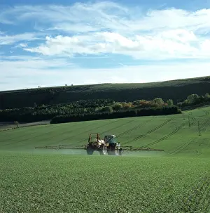 Sprayer: Tractor spraying seedling wheat crop, UK