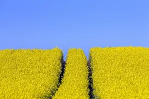 Track: Tractor track running through farmland with rape