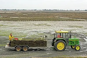 Trailer: Tractor and trailer with oysters at low tide