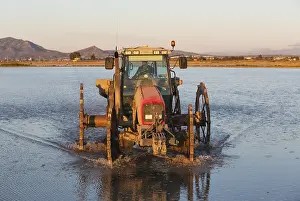 Delta: A tractor is used for sowing rice seeds in the flooded