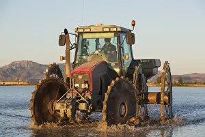 Delta: A tractor is used for sowing rice seeds in the flooded