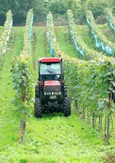 Harvesting: Tractor in a vineyard in Moselle valley, Rhineland-Palatinat