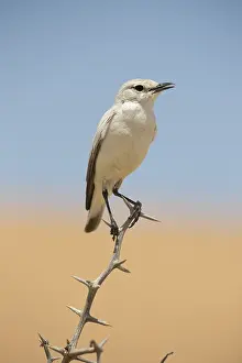 Thorny: Tractrac Chat (Cercomela tractrac) perched on a