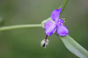 Virginiana: Tradescantia