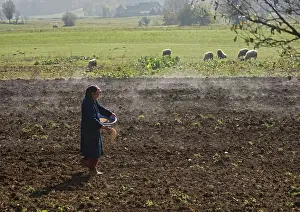 Broadcasting: Traditional agriculture in Croatia - broadcasting